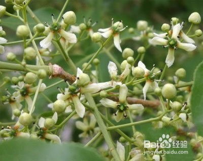 鬼羽箭的功效与作用,鬼箭是什么?