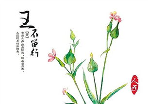 王不留行壳图片,特点和风格