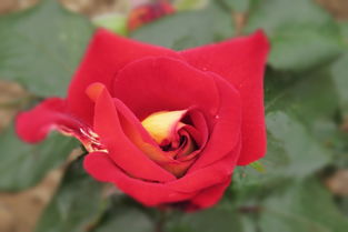 月季花图片,季节的花是什么?